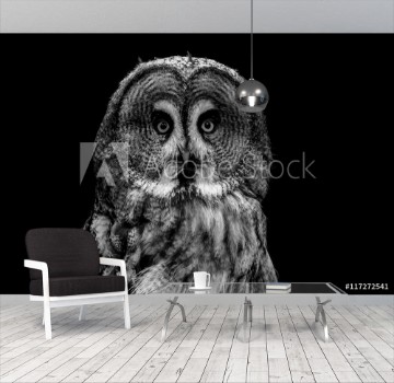 Picture of Great grey owl